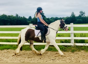 Cob, Gelding, 4 years, 13.3 hh, Pinto