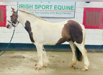 Cob, Wallach, 4 Jahre, 13,3 hh, Schecke