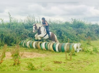 Cob, Gelding, 4 years, 13.3 hh, Pinto