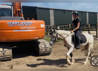 Cob, Gelding, 4 years, 13 hh, Dun