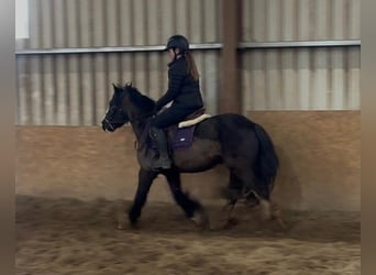 Cob, Gelding, 4 years, 13,1 hh, Black