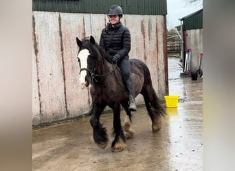 Cob, Gelding, 4 years, 13,1 hh, Black