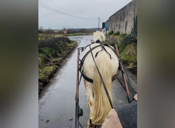 Cob, Gelding, 4 years, 13,2 hh, Leopard-Piebald