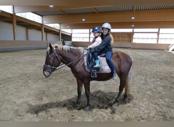 Cob, Wallach, 4 Jahre, 14,1 hh, Dunkelfuchs