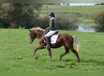 Cob, Wallach, 4 Jahre, 14,1 hh, Dunkelfuchs