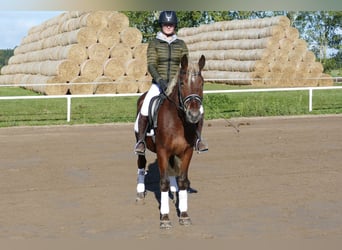 Cob, Gelding, 4 years, 14,1 hh, Chestnut