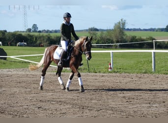 Cob, Gelding, 4 years, 14,1 hh, Chestnut