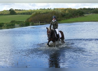 Cob, Gelding, 4 years, 14,1 hh, Chestnut