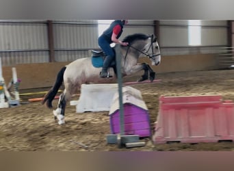 Cob, Gelding, 4 years, 14.1 hh, Dun