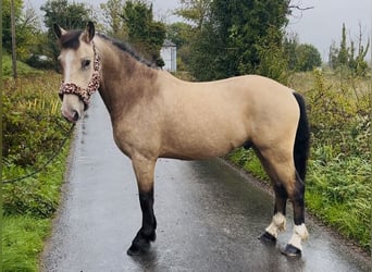Cob, Gelding, 4 years, 14.1 hh, Dun