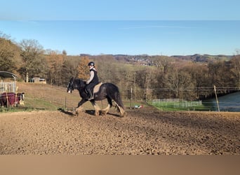 Cob, Gelding, 4 years, 14.1 hh, Roan-Blue