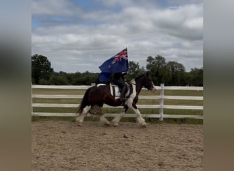 Cob, Gelding, 4 years, 14.1 hh, Tobiano-all-colors