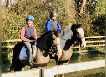 Cob, Gelding, 4 years, 14,2 hh, Brown