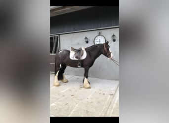 Cob, Gelding, 4 years, 14,2 hh, Brown