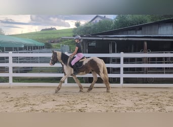 Cob, Gelding, 4 years, 14.2 hh, Pinto