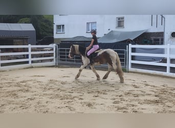Cob, Gelding, 4 years, 14.2 hh, Pinto