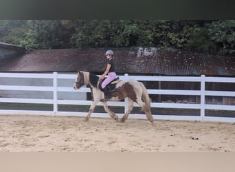 Cob, Gelding, 4 years, 14.2 hh, Pinto