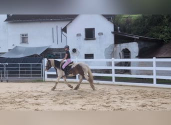 Cob, Gelding, 4 years, 14.2 hh, Pinto