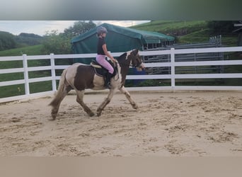 Cob, Gelding, 4 years, 14.2 hh, Pinto