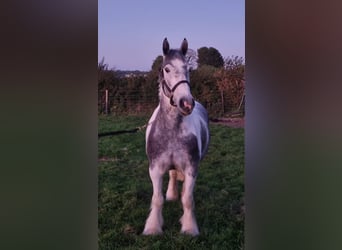 Cob, Gelding, 4 years, 14,3 hh, Gray-Blue-Tan