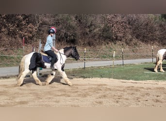 Cob Mix, Gelding, 4 years, 14 hh, Pinto
