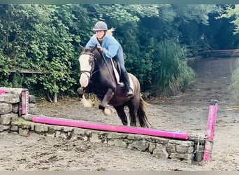 Cob, Gelding, 4 years, 14,1 hh, Brown