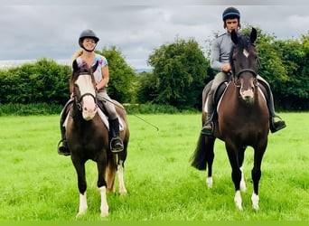 Cob, Gelding, 4 years, 14,1 hh, Brown