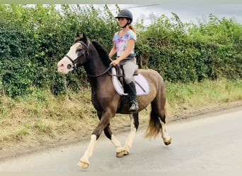 Cob, Gelding, 4 years, 14,1 hh, Brown