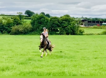 Cob, Gelding, 4 years, 14,1 hh, Brown