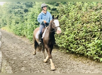 Cob, Gelding, 4 years, 14,1 hh, Brown