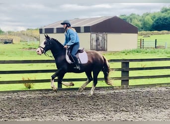 Cob, Gelding, 4 years, 14,1 hh, Brown