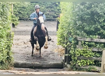 Cob, Gelding, 4 years, 14,1 hh, Brown
