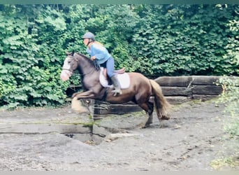 Cob, Gelding, 4 years, 14,1 hh, Brown