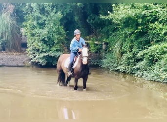 Cob, Gelding, 4 years, 14,1 hh, Brown