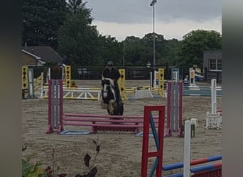 Cob, Gelding, 4 years, 14,1 hh