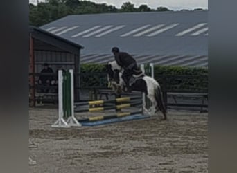 Cob, Gelding, 4 years, 14,1 hh