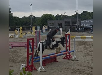 Cob, Gelding, 4 years, 14,1 hh