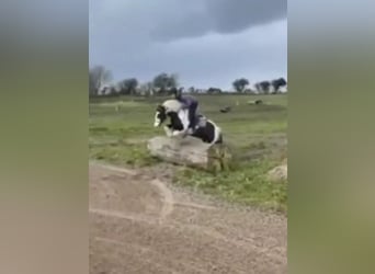 Cob, Gelding, 4 years, 14,1 hh