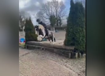 Cob, Gelding, 4 years, 14,1 hh