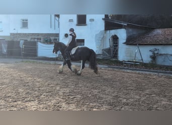 Cob, Gelding, 4 years, 14,1 hh, Roan-Blue