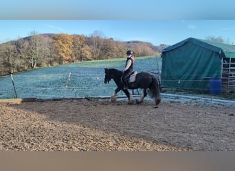 Cob, Gelding, 4 years, 14,1 hh, Roan-Blue