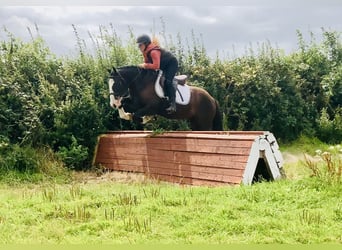 Cob, Gelding, 4 years, 14,2 hh, Brown