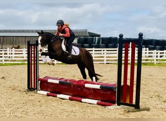 Cob, Gelding, 4 years, 14,2 hh, Brown