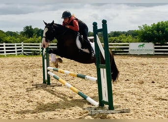 Cob, Gelding, 4 years, 14,2 hh, Brown