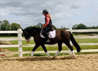 Cob, Gelding, 4 years, 14,2 hh, Brown