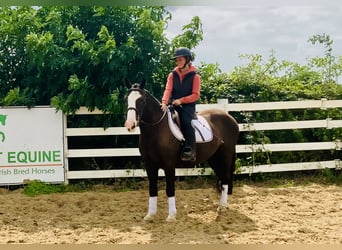 Cob, Gelding, 4 years, 14,2 hh, Brown