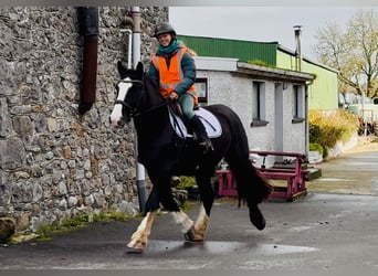 Cob, Gelding, 4 years, 14,3 hh, Black