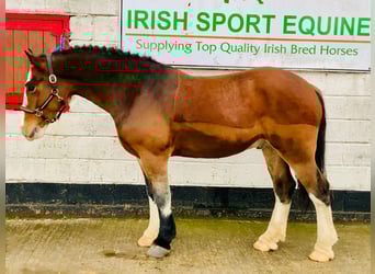 Cob, Gelding, 4 years, 14,3 hh, Brown