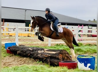 Cob, Gelding, 4 years, 14,3 hh, Brown