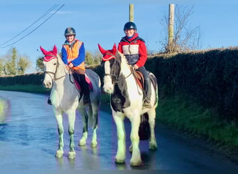 Cob, Gelding, 4 years, 14,3 hh, Pinto